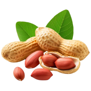 Kacang Tanah